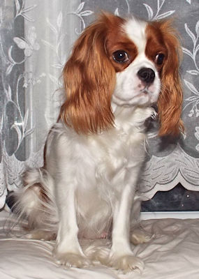 Abbie-2020_08_06.jpg