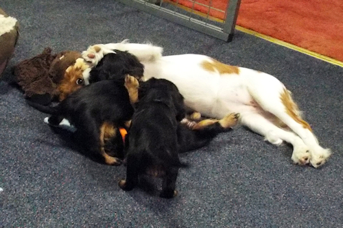 Abbie_Ralph2_Bo_Buddy-Gang_Fight.jpg