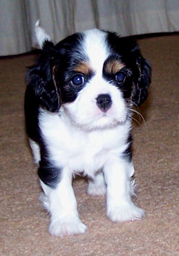 Ace-Jul09.jpg
