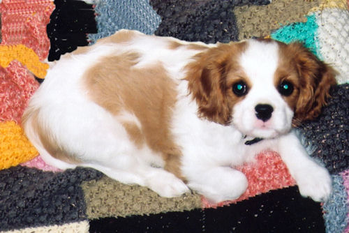 Amber-2002.jpg