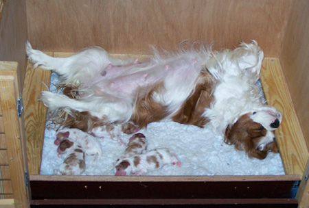 Amber-Litter3-4.jpg