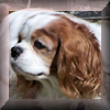 Link to Amber's Home Page