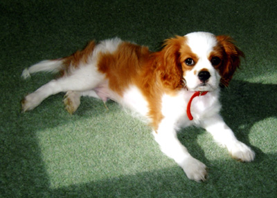 Bailey-Mar08.jpg