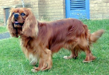 Beewye_Laras_Rufus.jpg