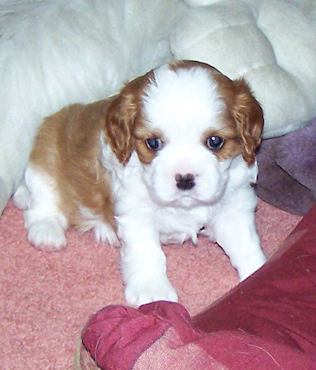 Bella-2008.jpg