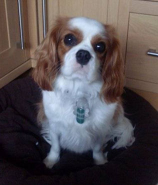Bella-2009.jpg