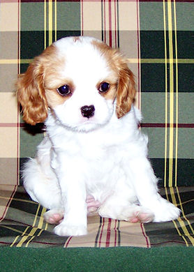 Bumble_Mar07.jpg