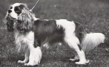 CH_Emsmere_Royalist.jpg