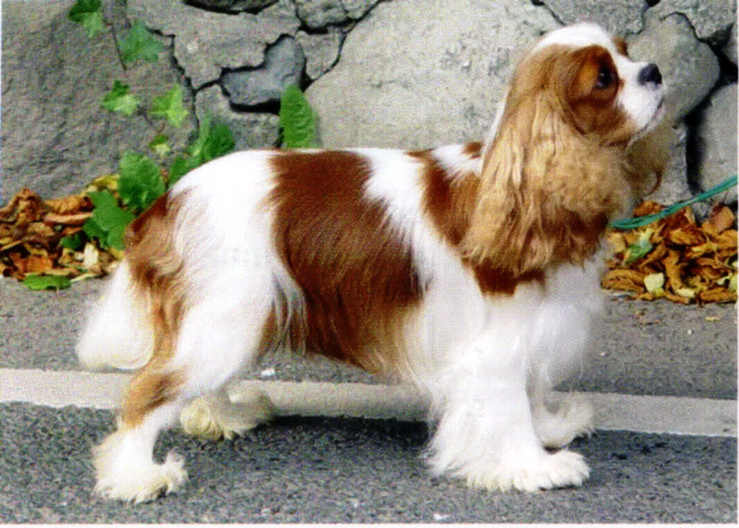 CH_Timsar_Miss_Chief.jpg