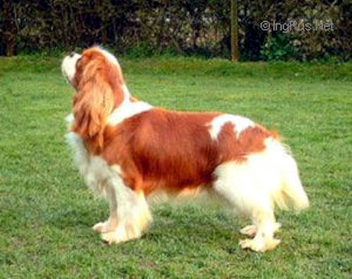 CH_Winnie_At_Pascavale-1.jpg