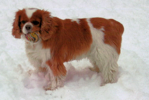Cassie-Dec10.jpg