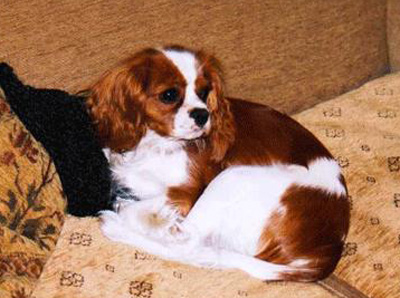 Cassie2003.jpg