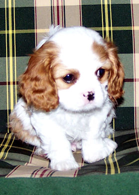 Charlie1_Mar07.jpg