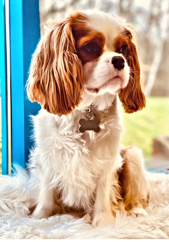 Charlie3-2021_02_06.jpg