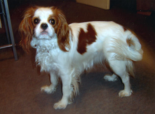 Chloe-2006.jpg