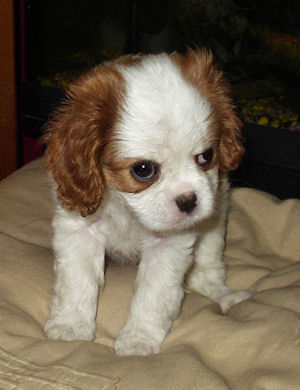 Chloe_Nov04.jpg