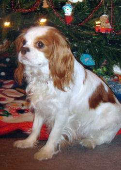 Chloe_Xmas05.jpg