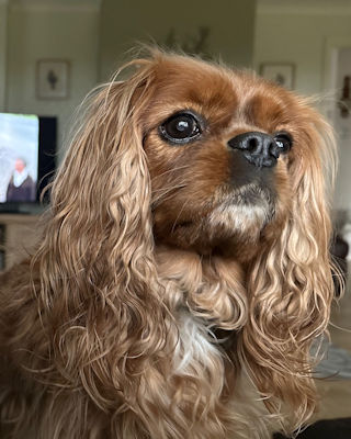 Cilla-2023_11_21.jpg