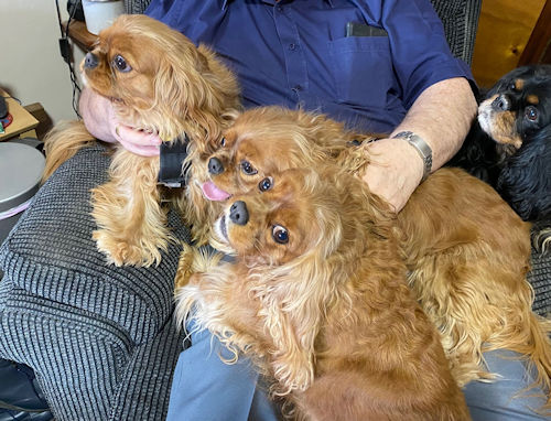Cilla_Annabella_Katie_Crystal-2022_02_17-2.jpg