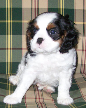Coby-Jan09.jpg