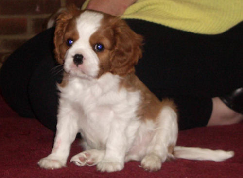 Diesel-2005.jpg