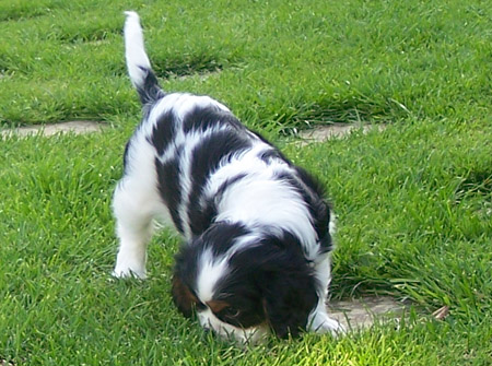 Ella-Garden.jpg