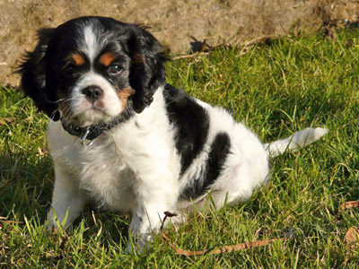 Gizmo-Feb-2008-1.jpg