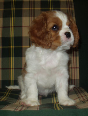 Harvey-2005.jpg