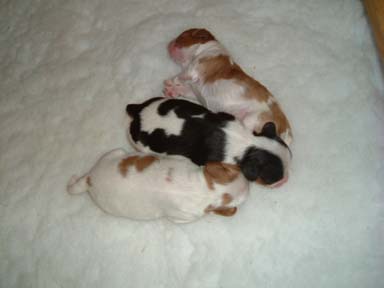 Heidi-Litter-3-Pups-2.jpg