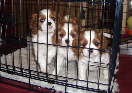 Heidi-Litter4-Caged-2.jpg