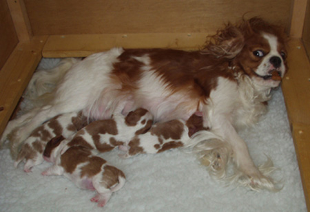 Heidi-Litter4-Feed-Time-1.jpg