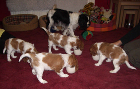 Heidi pups on solid food