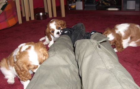 Heidi pups eating Lenka's laces