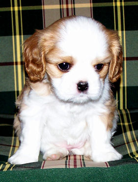 Hollie1-Puppy.jpg