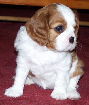 Honey-2008.jpg