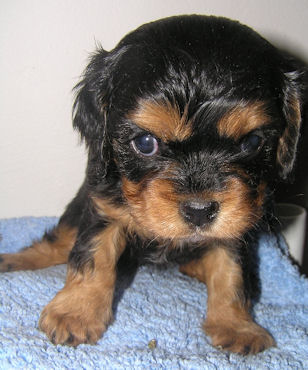 Jade-2008.jpg