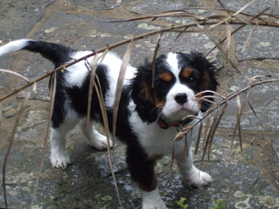 Jasper-17Feb09-1.jpg