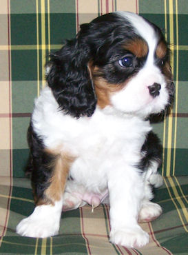 Jasper-Jan09.jpg