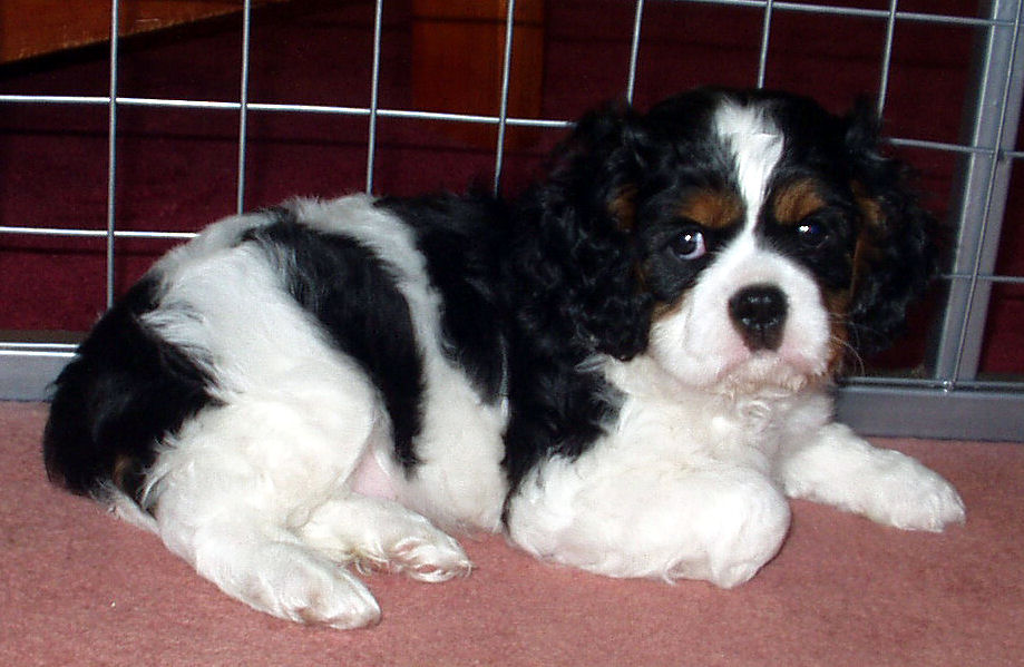 Jonty-2006.jpg