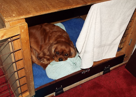Katie-Trying_out_Whelping_Box-1.jpg