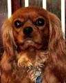 Katie's Pedigree Page