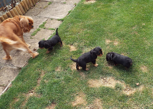 Katie_Crystal_Pups_Garden-1.jpg