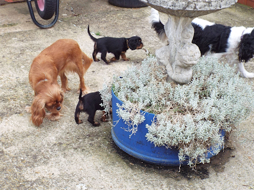 Katie_Crystal_Pups_Garden-2.jpg