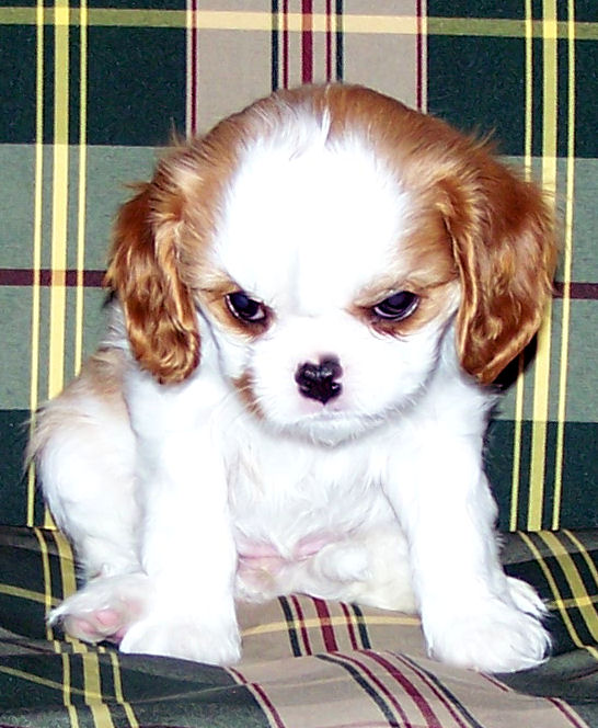 Lola-2007.jpg