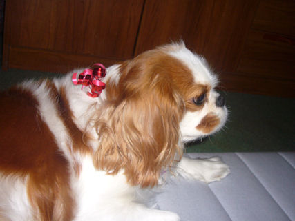 Lola-Dec08-2.jpg