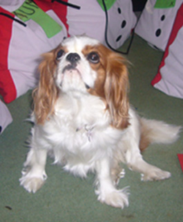 Lola-Dec08.jpg