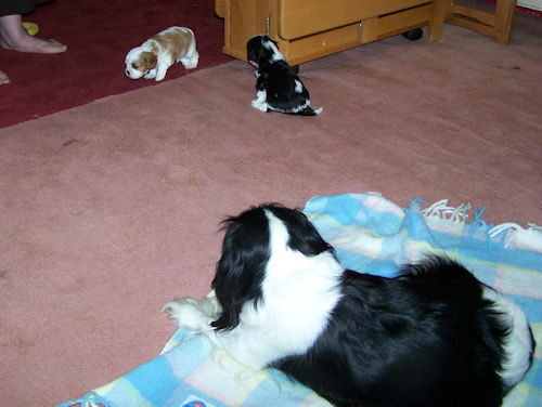 Lucy-Bailey-Charlie2-2008_01_05.jpg