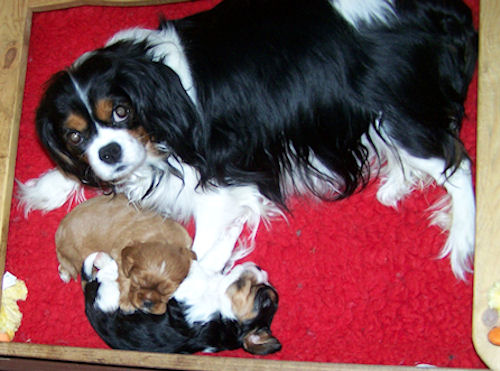 Lucy-Litter5_Week4.jpg