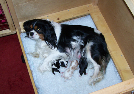 Lucy-Whelping-Box-1.jpg