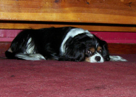 Lucy_Feb13.jpg